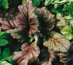 Osaka Purple, ekofrö