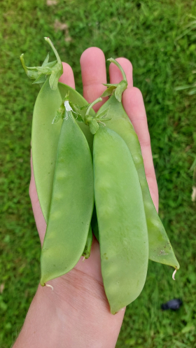 Lokförare Bergfälts Jätteärt, ekofrö