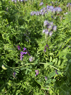 Nej tack ogräs, ekofrö