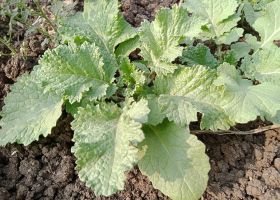 Green in Snow, ekofrö