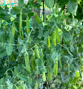 Kleine Rheinländerin, ekofrö