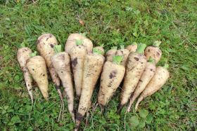 Küttiger vit, ekofrö