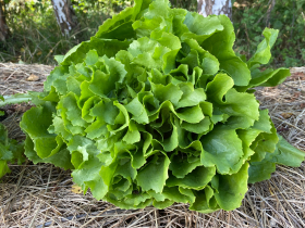 Escariol Grüner, ekofrö