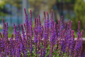 Violettkönigin, ekofrö
