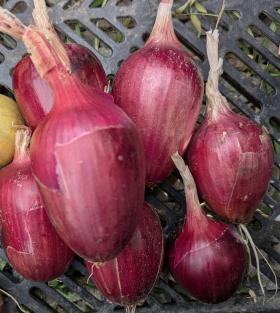 Ramata di Milano, ekofrö