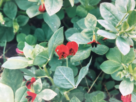 Rödblommig sparrisärt, ekofrö