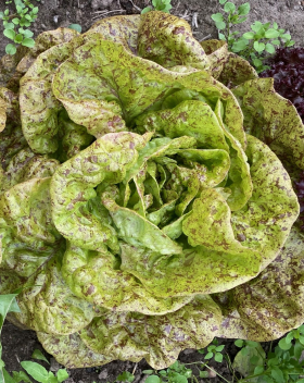 Goldforelle, ekofrö