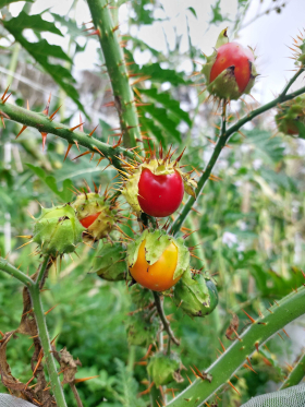 Rött Sodomsäpple, ekofrö