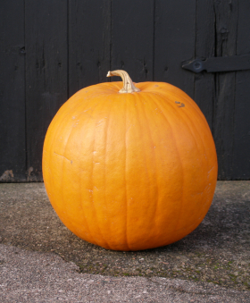 Jack O'Lantern, ekofrö