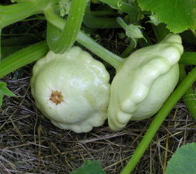 Custard White, ekofrö