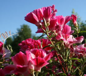 Clarkia, Blandade färger, ekofrö