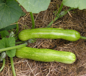 Tromboncino, ekofrö