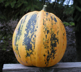 Lady Godiva, ekofrö