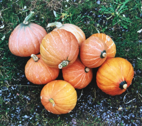 Gold Nugget, ekofrö