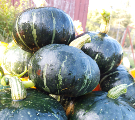 Green Hokkaido, ekofrö