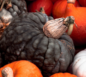 Marina di Chioggia, ekofrö
