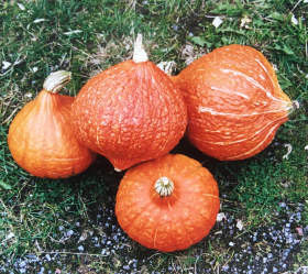 Golden Hubbard, ekofrö