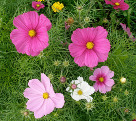 Rosenskära, Rosa och vit, ekofrö