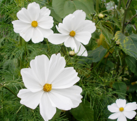 Rosenskära, Vit, ekofrö