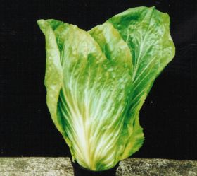 Pain de Sucre, ekofrö