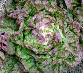 Marvel of Four Seasons, ekofrö