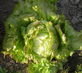 Maravilla de Verano, ekofrö