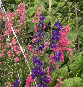 Romersk riddarsporre, ekofrö