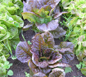 Rouge d'Hiver, ekofrö