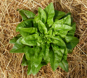 Deer Tongue, ekofrö