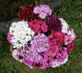 Borstnejlika, Bl. färger, ekofrö