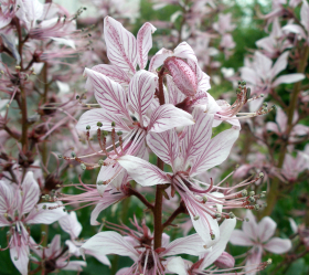 Moses Brinnande Buske, ekofrö