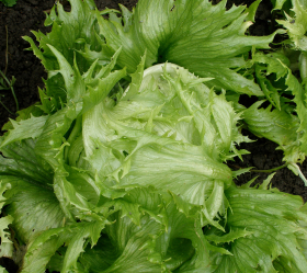 Regina dei Ghiacci, ekofrö