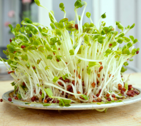 Salladssenap, ekofrö