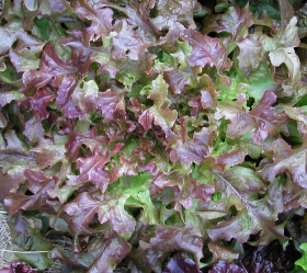 Red Salad Bowl, ekofrö