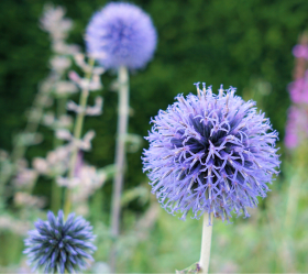 Blå Bolltistel, ekofrö