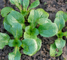 Vit, vintersallat, ekofrö