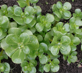 Grön Portulak, ekofrö