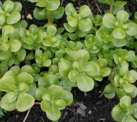 Gyllene Portulak, ekofrö