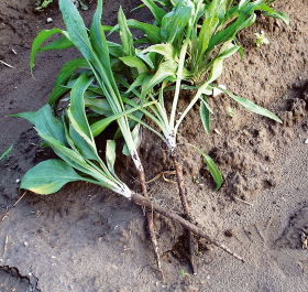 Hoffmanns Schwartze Pfahl, ekofrö