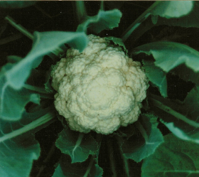 Neckarperle, ekofrö