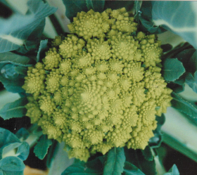 Romanesco, ekofrö