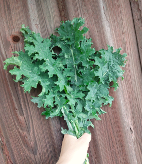 White Russian, ekofrö