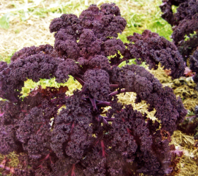 Baltisk Röd, ekofrö