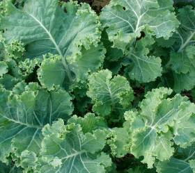 Pentland Brig, ekofrö