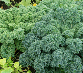 Westland Winter, ekofrö