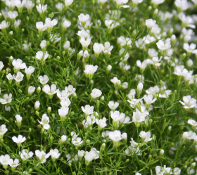 Covent Garden Market, ekofrö