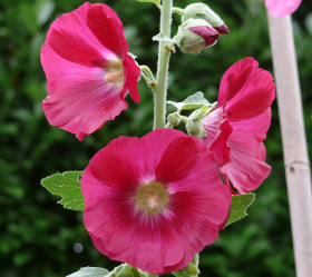 Stockros, Enkla blommor, ekofrö
