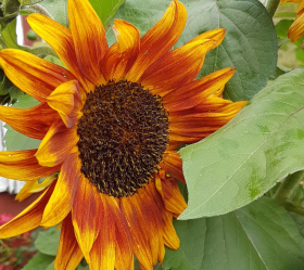 Autumn Beauty, ekofrö