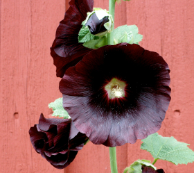 Svart Stockros, ekofrö