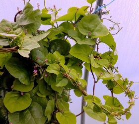 Röd Malabarspenat, ekofrö